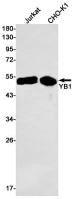 YB1 Antibody (S03-6G4), Novus Biologicals:Antibodies:Primary Antibodies
