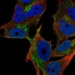 YIPF1 Rabbit anti-Human, Polyclonal, Novus Biologicals 25 &mu;g; Unconjugated:Antibodies,