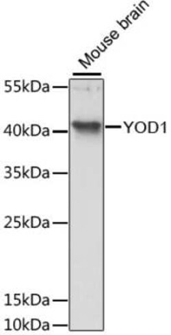 YOD1 Antibody - Azide and BSA Free, Novus Biologicals 0.1 mL; Unconjugated:Antibodies,