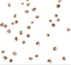 YPEL3 Antibody - BSA Free, Novus Biologicals 0.1 mg; Unconjugated:Antibodies,