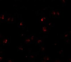 YPEL3 Antibody - BSA Free, Novus Biologicals 0.1 mg; Unconjugated:Antibodies,