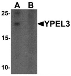 YPEL3 Antibody - BSA Free, Novus Biologicals 0.1 mg; Unconjugated:Antibodies,
