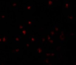 YPEL5 Antibody - BSA Free, Novus Biologicals 0.1 mg; Unconjugated:Antibodies,