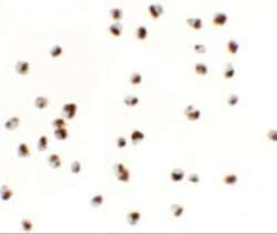 YPEL5 Antibody - BSA Free, Novus Biologicals 0.1 mg; Unconjugated:Antibodies,