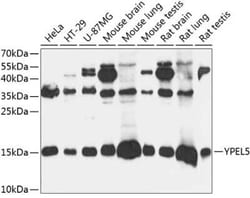YPEL5 Antibody - Azide and BSA Free, Novus Biologicals 0.1 mL, Unconjugated:Anticuerpos
