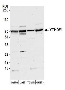 YTHD1 Antibody, Novus Biologicals 100 &mu;L; Unconjugated:Antibodies, Polyclonal