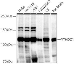 YTHDC1 Antibody - Azide and BSA Free, Novus Biologicals:Antibodies:Primary