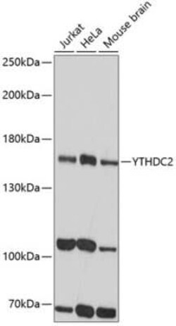 YTHDC2 Antibody - Azide and BSA Free, Novus Biologicals 0.02 mL; Unconjugated:Antibodies,