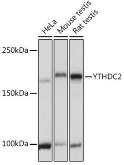YTHDC2 Antibody - Azide and BSA Free, Novus Biologicals 0.02 mL; Unconjugated:Antibodies,