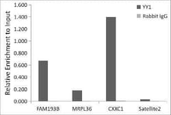 YY1 Rabbit anti-Human, Mouse, Rat, Clone: 6J6L1, Novus Biologicals 100
