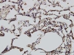 YY1 Antibody (2C4), Novus Biologicals 0.1 mg | Buy Online | Novus Biologicals | Fisher Scientific