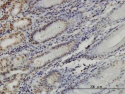 YY1 Antibody (2C5), Novus Biologicals 0.1 mg | Buy Online | Novus Biologicals | Fisher Scientific