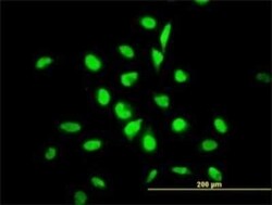 YY1 Antibody (4D2), Novus Biologicals 0.1 mg | Buy Online | Novus Biologicals | Fisher Scientific
