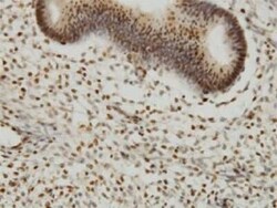 YY1 Antibody (4D2), Novus Biologicals 0.1 mg | Buy Online | Novus Biologicals | Fisher Scientific