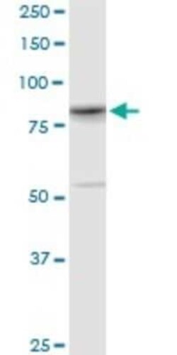 YY1AP1 Antibody (2G7), Novus Biologicals 0.1 mg | Buy Online | Novus Biologicals | Fisher Scientific