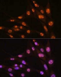 YY2 Antibody - Azide and BSA Free, Novus Biologicals:Antibodies:Primary
