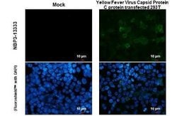 Yellow Fever Virus Capsid Protein Antibody, Novus Biologicals 100 &mu;g;