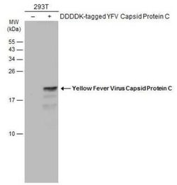 Yellow Fever Virus Capsid Protein Antibody, Novus Biologicals 100 &mu;g;