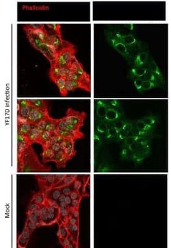 Yellow Fever Virus NS1 Mouse anti-Virus, Clone: CE6.A.B9.G3, Novus Biologicals