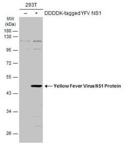 Yellow Fever Virus NS1 Antibody, Novus Biologicals 100 &mu;g; Unconjugated:Antibodies,
