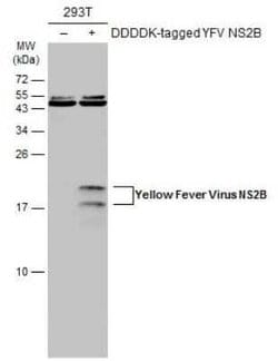 Yellow Fever Virus NS2B Antibody, Novus Biologicals 100 &mu;g; Unconjugated:Antibodies,