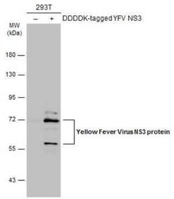 Yellow Fever Virus NS3 Antibody, Novus Biologicals 100 &mu;g; Unconjugated:Antibodies,