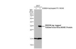 Yellow Fever Virus NS4B Antibody, Novus Biologicals 100 &mu;g | Buy Online | Bio-Techne | Fisher Scientific