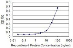 Yes Antibody (2A12), Novus Biologicals 0.1 mg | Buy Online | Novus Biologicals | Fisher Scientific