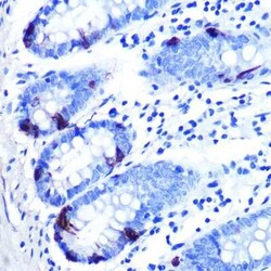ZAG Rabbit anti-Human, Rat, Clone: 7I8N3, Novus Biologicals 100 &mu;g;