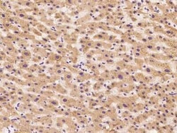 ZAG Antibody, Novus Biologicals:Antibodies:Primary Antibodies