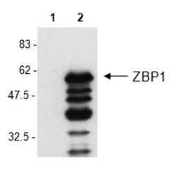 ZBP1/DLM-1/DAI Antibody (Zippy-1) - BSA Free, Novus Biologicals 100 &mu;g | Buy Online | Novus Biologicals | Fisher Scientific