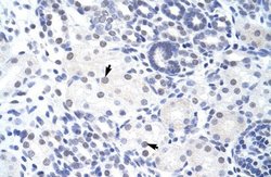 ZBTB38 Antibody, Novus Biologicals 100 &mu;L; Unconjugated:Antibodies,