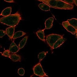 ZBTB39 Antibody (PCRP-ZBTB39-1A11) - Azide and BSA Free, Novus Biologicals