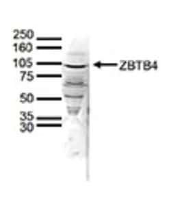 ZBTB4 Rabbit anti-Human, Polyclonal, Novus Biologicals 25 &mu;g | Buy Online | Bio-Techne | Fisher Scientific