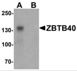 ZBTB40 Antibody - BSA Free, Novus Biologicals 0.1 mg | Buy Online | Novus Biologicals | Fisher Scientific