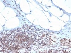 ZBTB46 Antibody (PCRP-ZBTB46-2B8) - Azide and BSA Free, Novus Biologicals