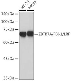 ZBTB7A/Pokemon Rabbit anti-Human, Clone: 3T2J1, Novus Biologicals 100 &mu;g;