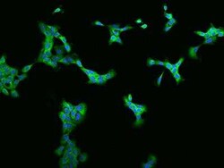 ZC3H7A Antibody, Novus Biologicals:Antibodies:Primary Antibodies
