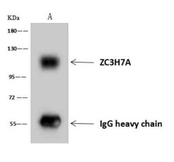 ZC3H7A Antibody, Novus Biologicals:Antibodies:Primary Antibodies