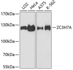 ZC3H7A Antibody - Azide and BSA Free, Novus Biologicals:Antibodies:Primary