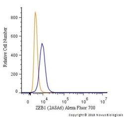 ZEB1 Antibody (2A8A6) - Azide and BSA Free, Novus Biologicals 0.1 mL; Unconjugated:Antibodies,