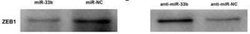 ZEB1 Antibody (2A8A6) - Azide and BSA Free, Novus Biologicals 0.1 mL; Unconjugated:Antibodies,