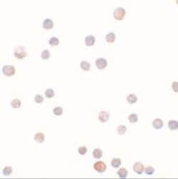 Novus Biologicals ZEB1 Antibody - BSA Free, Novus Biologicals 0.1 mg; Unconjugated:Antibodies,