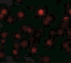 Novus Biologicals ZEB1 Antibody - BSA Free, Novus Biologicals 0.1 mg; Unconjugated:Antibodies,