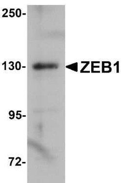 Novus Biologicals ZEB1 Antibody - BSA Free, Novus Biologicals 0.1 mg; Unconjugated:Antibodies,