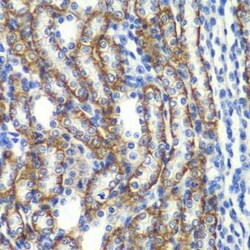 ZFAND3 Antibody - BSA Free, Novus Biologicals:Antibodies:Primary Antibodies