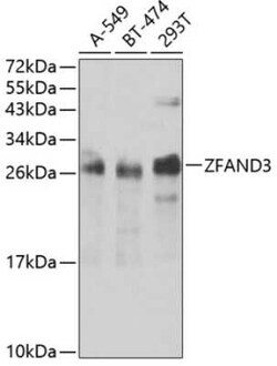 ZFAND3 Antibody - BSA Free, Novus Biologicals:Antibodies:Primary Antibodies