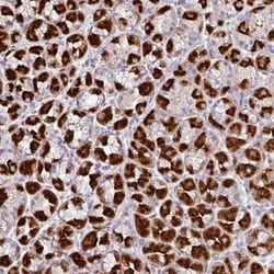 ZFP106 Antibody, Novus Biologicals:Antibodies:Primary Antibodies