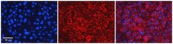 ZFP36L1 Antibody, Novus Biologicals 100 &mu;L | Buy Online | Novus Biologicals | Fisher Scientific