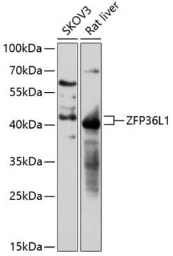 ZFP36L1 Antibody - Azide and BSA Free, Novus Biologicals 0.1 mL; Unconjugated:Antibodies,